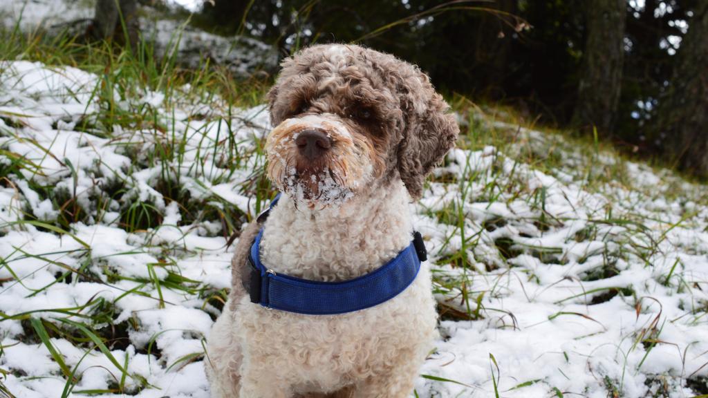 Suitability for First-Time vs. Experienced Owners icon