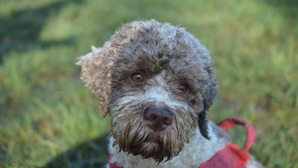 Lagotto Romagnolo