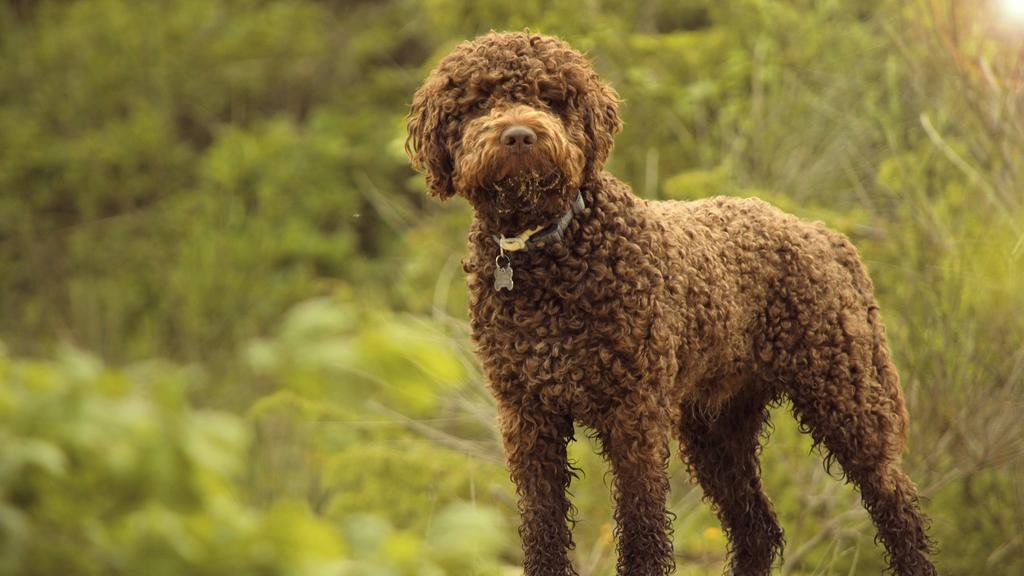 Lagotto Romagnolo