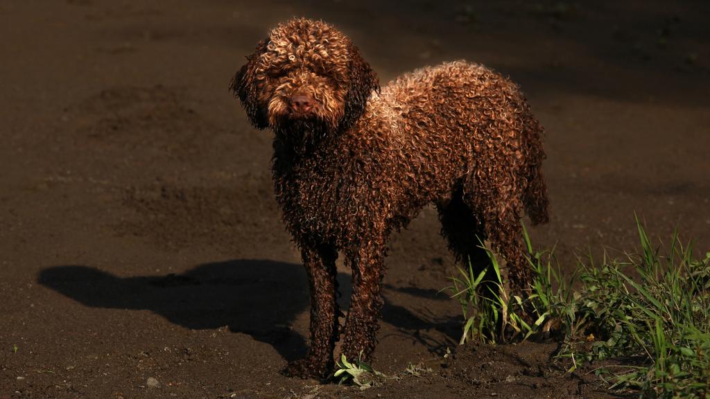 Lagotto Romagnolo