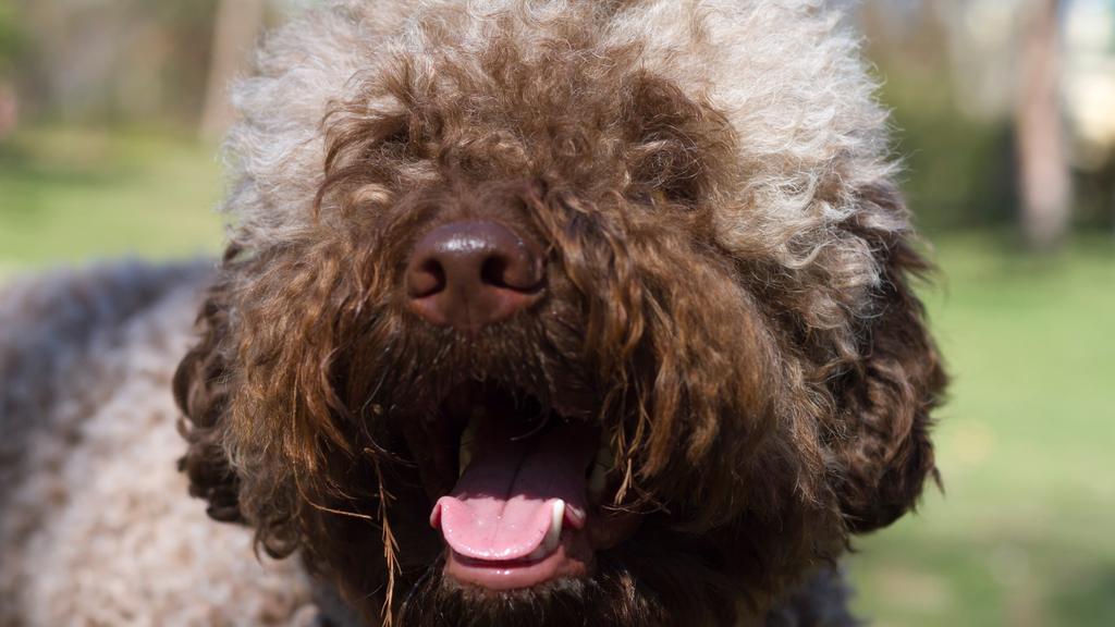 Lagotto Romagnolo