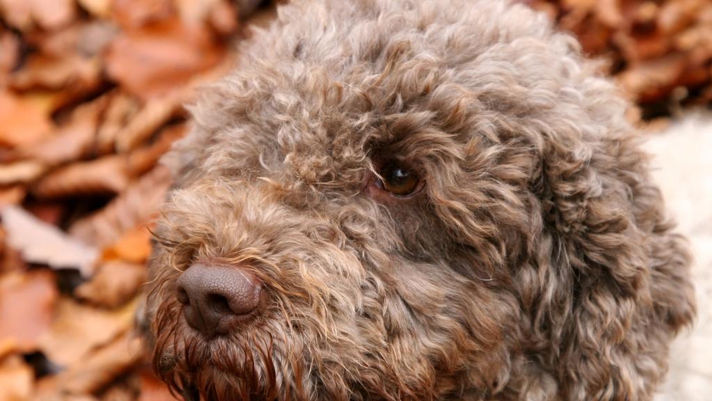 Lagotto Romagnolo