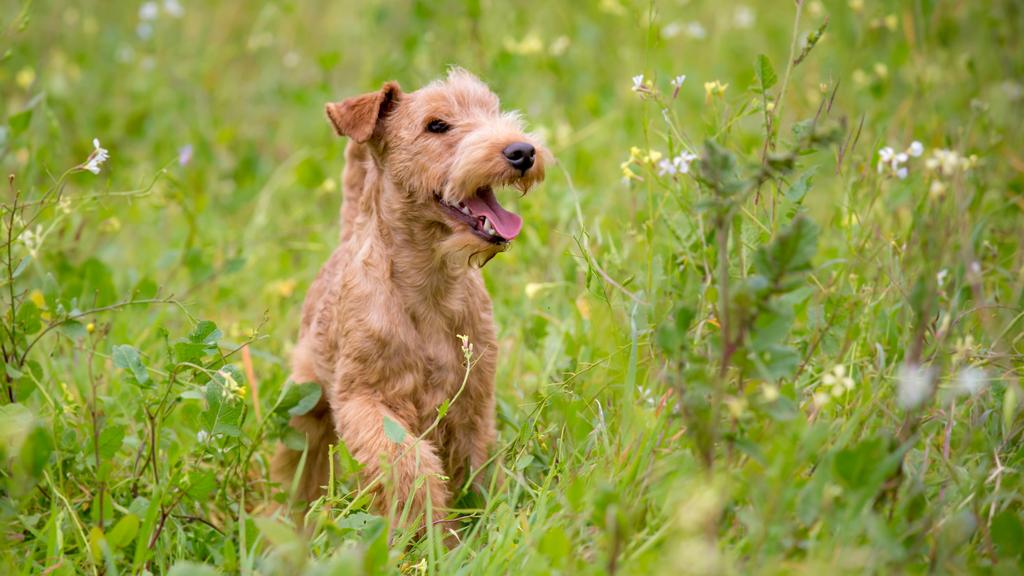 Lakeland Terrier