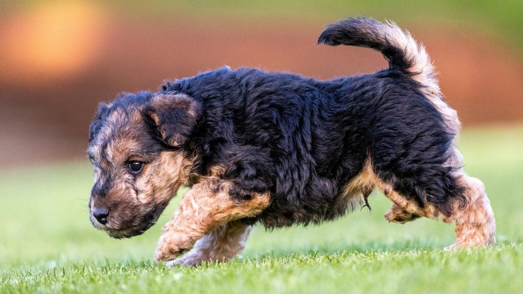 Suitability for First-Time vs. Experienced Owners icon