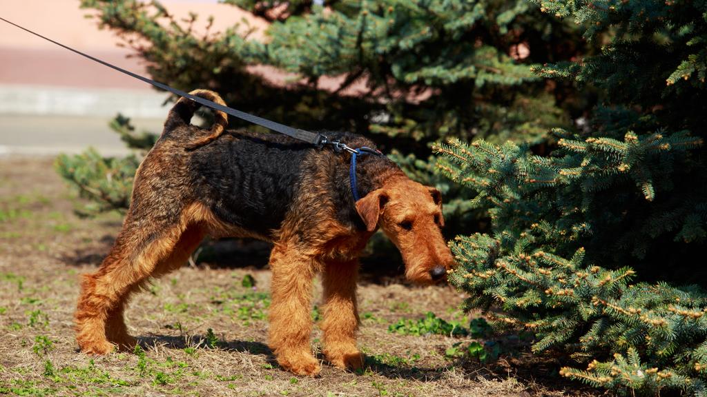 Lakeland Terrier