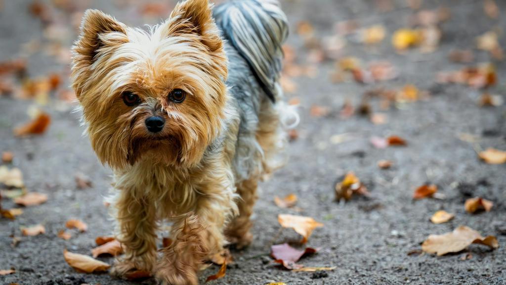 Life Stage Considerations icon