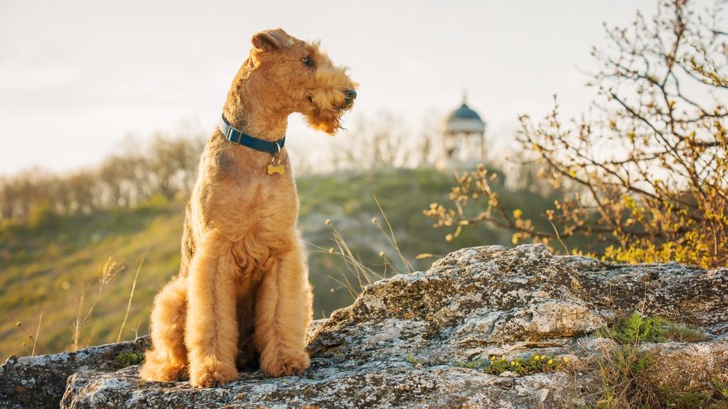 Lakeland Terrier