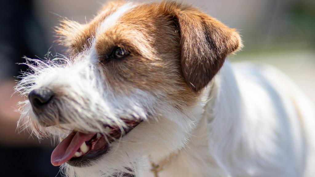 Suitability for First-Time vs. Experienced Owners icon