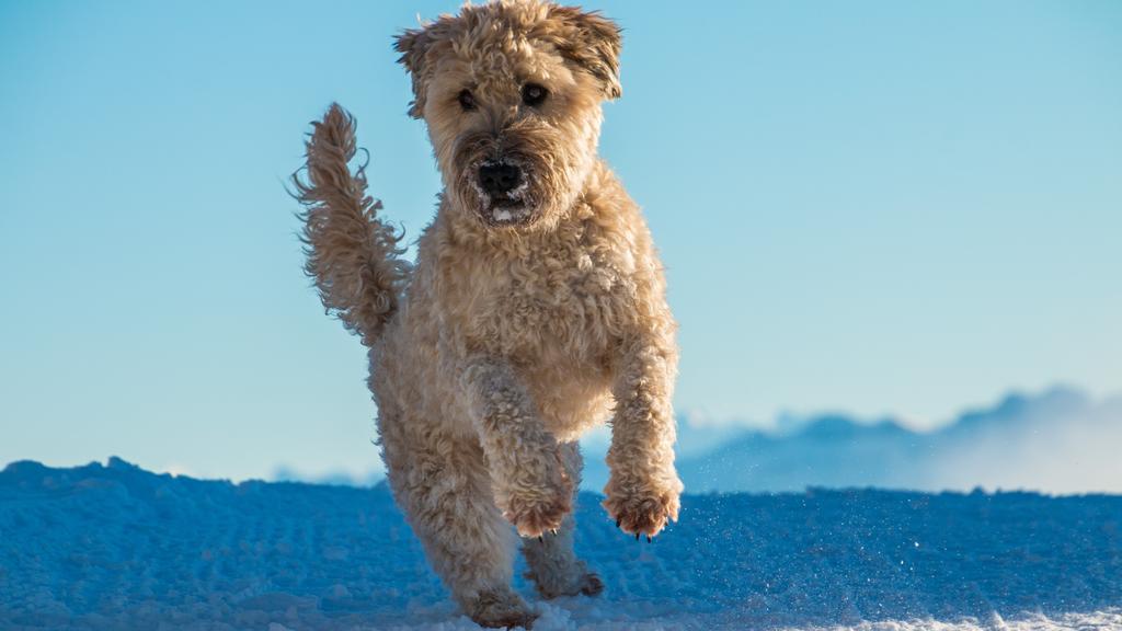 Lakeland Terrier