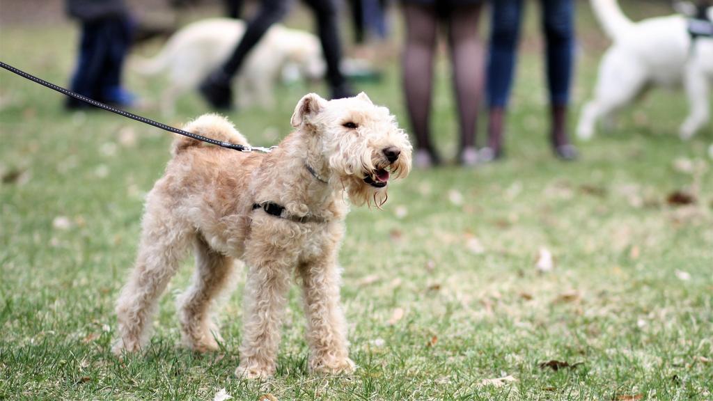 Lakeland Terrier