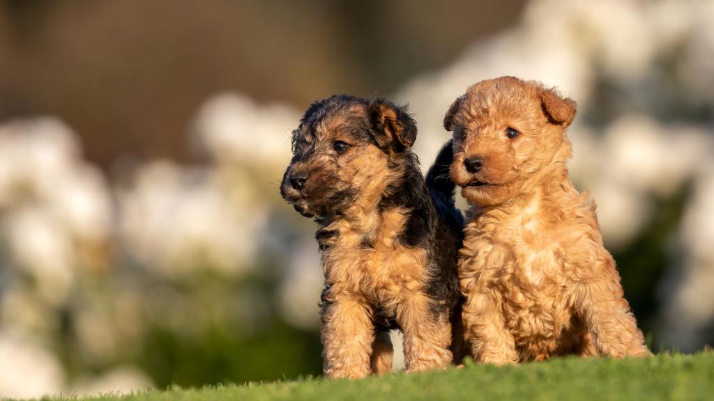 Financial Considerations icon