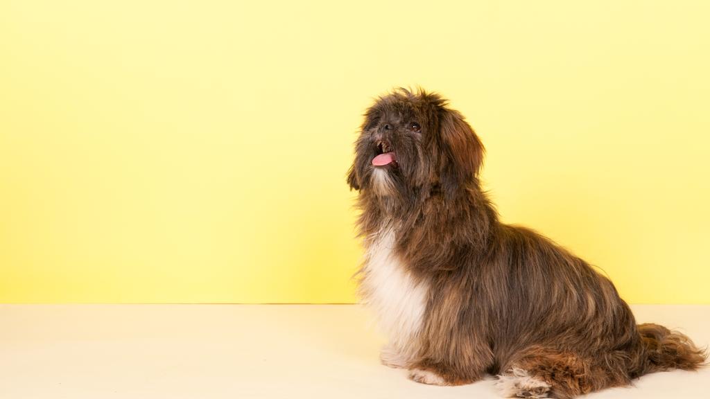 Lhasa Apso