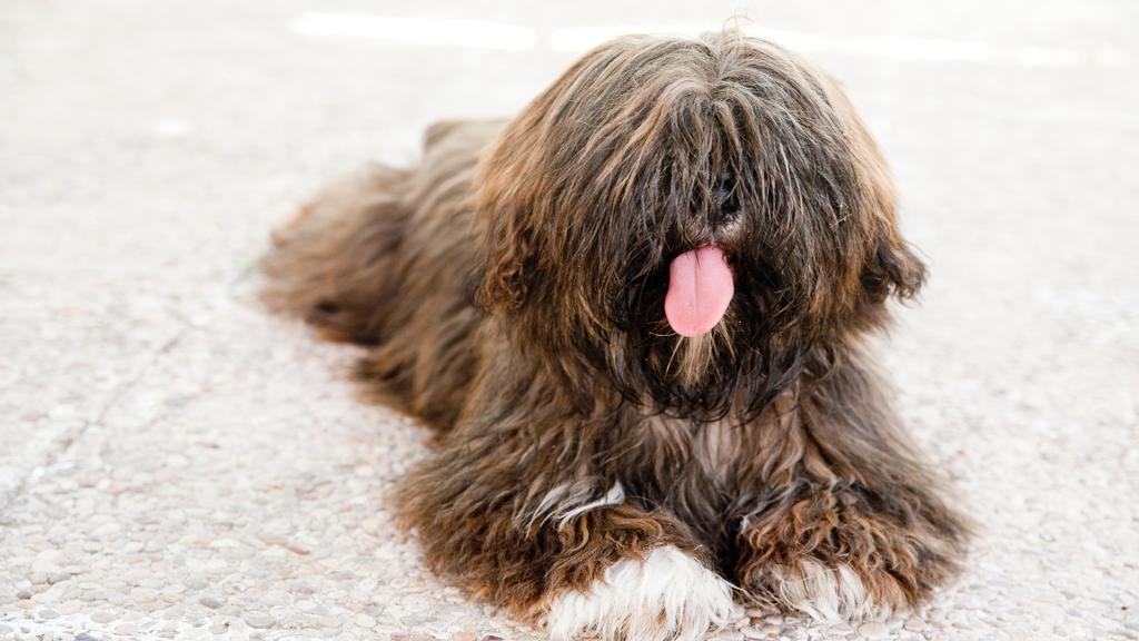 Lhasa Apso