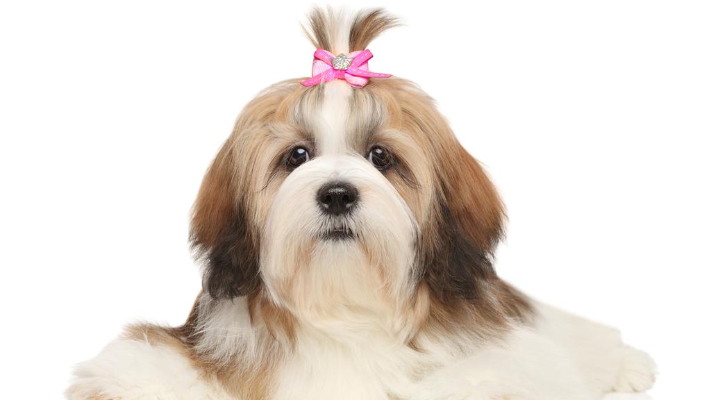 Grooming & Health icon