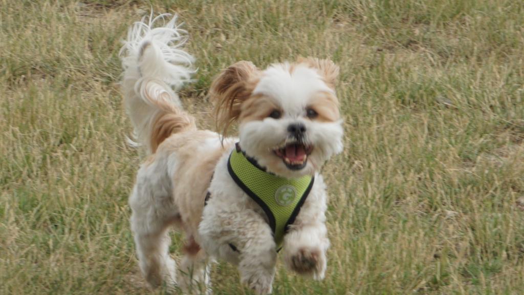 Life Stage Considerations icon