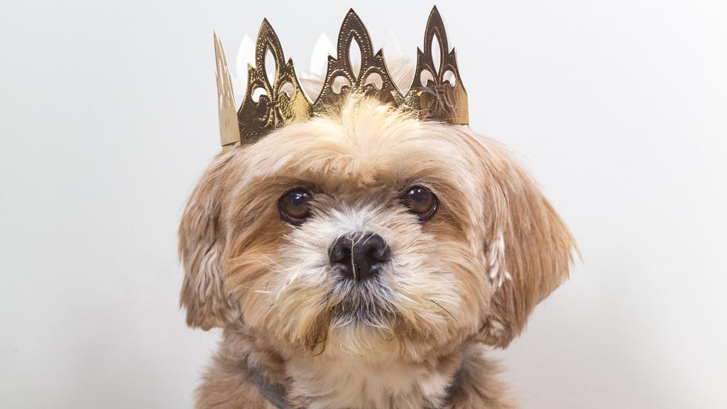 Basic Information icon