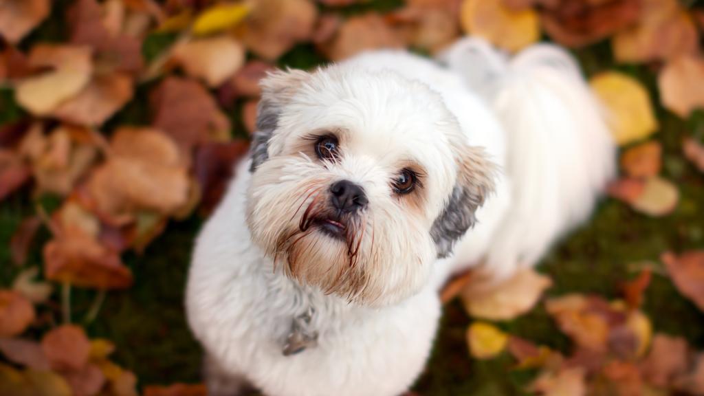 Lhasa Apso