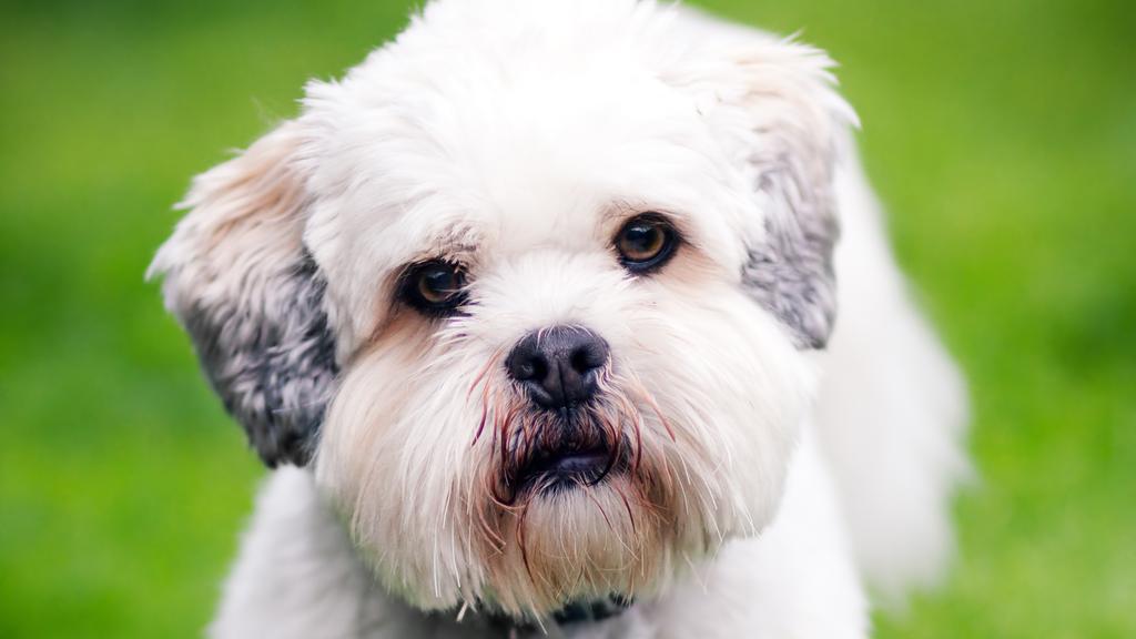 Lhasa Apso