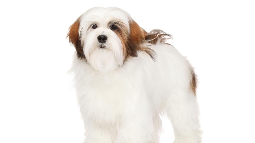 Long-Term Commitment & Special Considerations icon