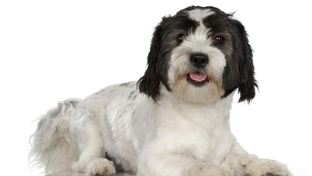 Suitability for First-Time vs. Experienced Owners icon