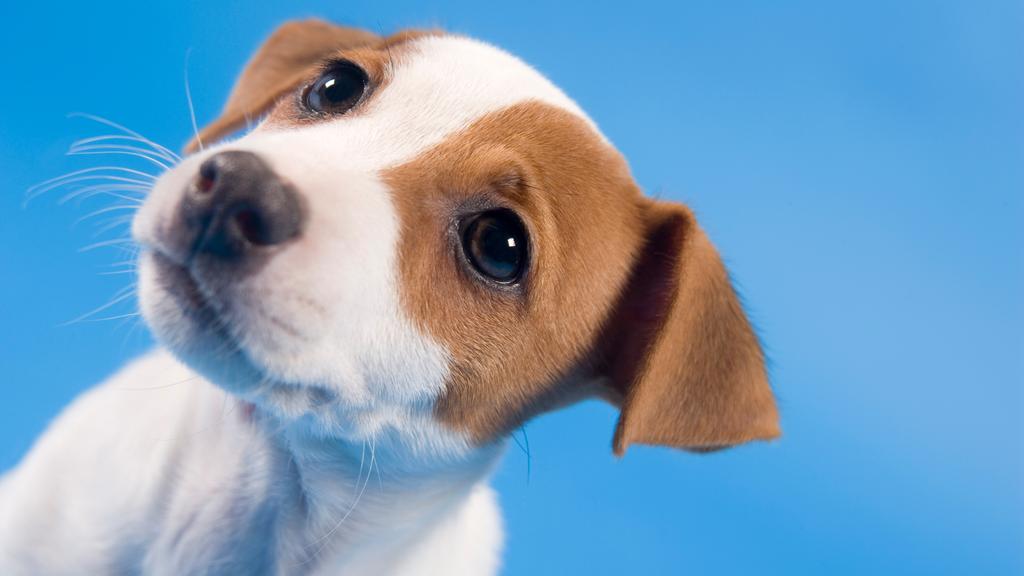 Temperament & Behavior icon