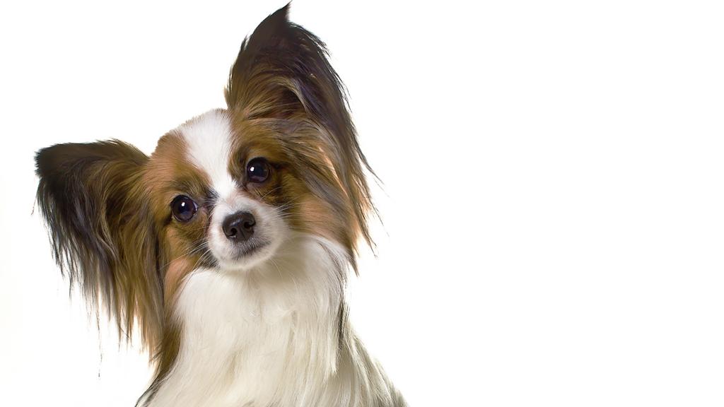 Adoption vs. Breeder Considerations icon