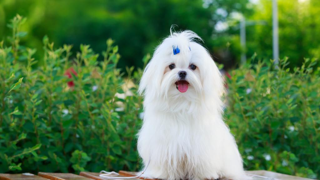 Living Environment Adaptability icon