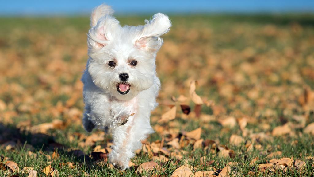 Basic Information icon