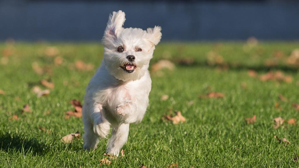 Life Stage Considerations icon