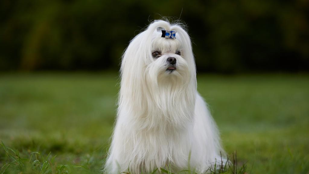 Grooming & Health icon