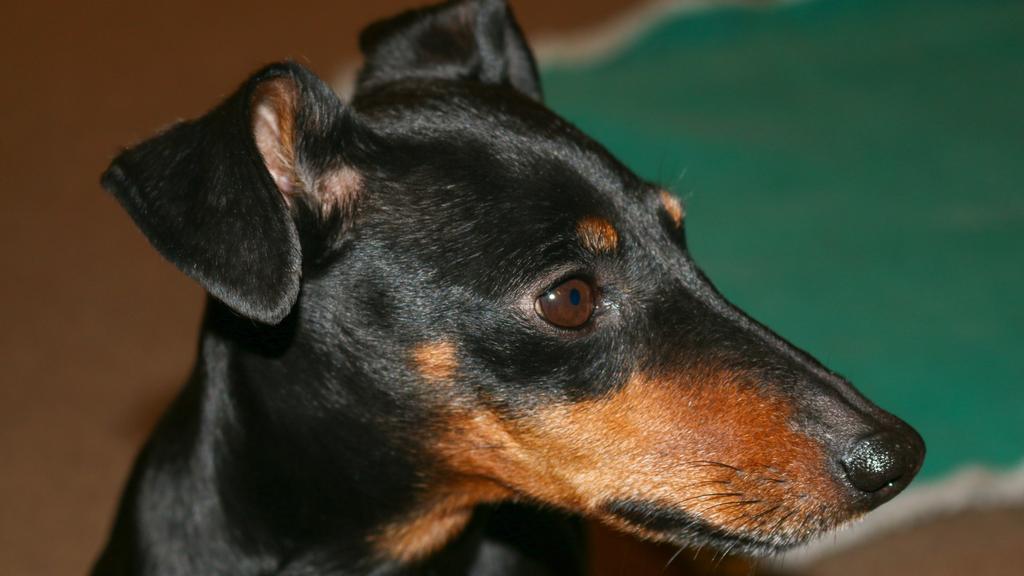 Manchester Terrier