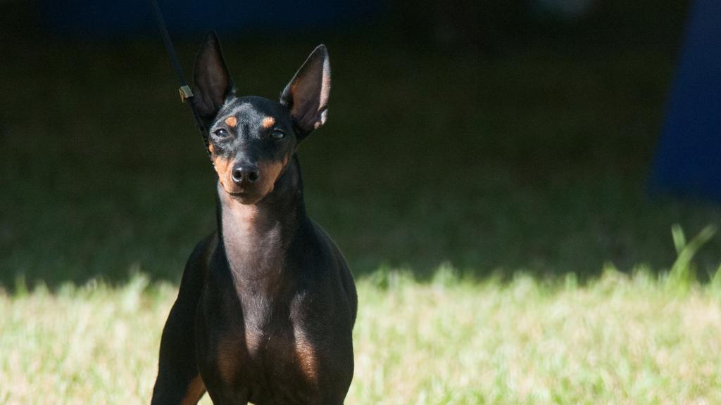 Manchester Terrier