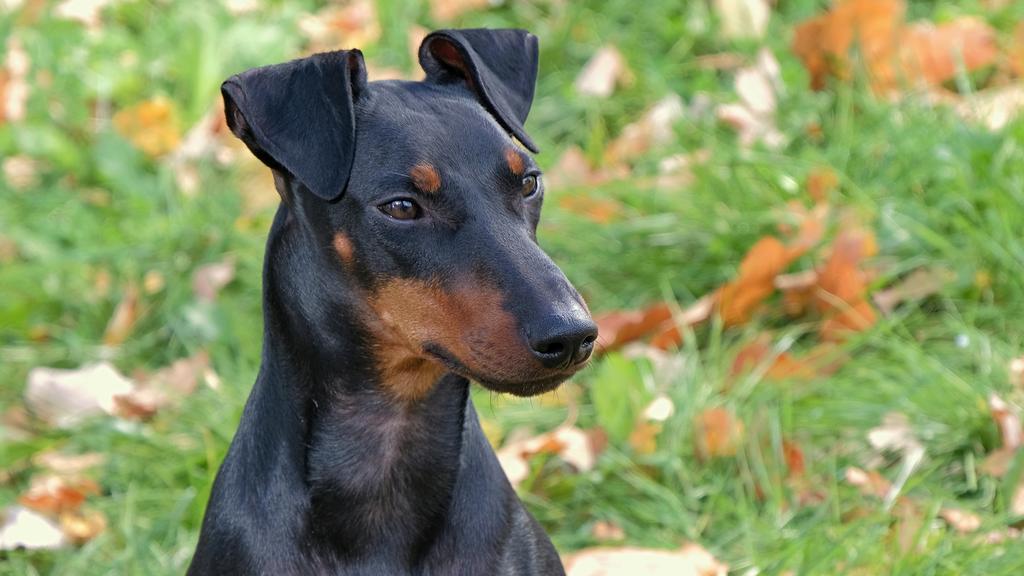 Suitability for First-Time vs. Experienced Owners icon