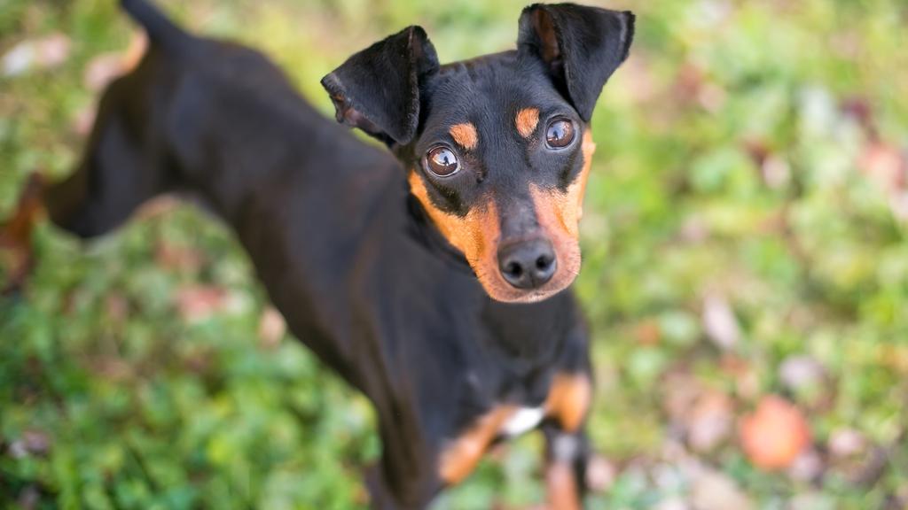 Grooming & Health icon