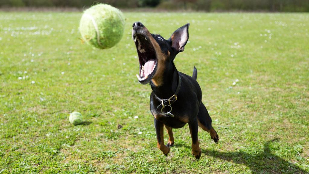 Manchester Terrier