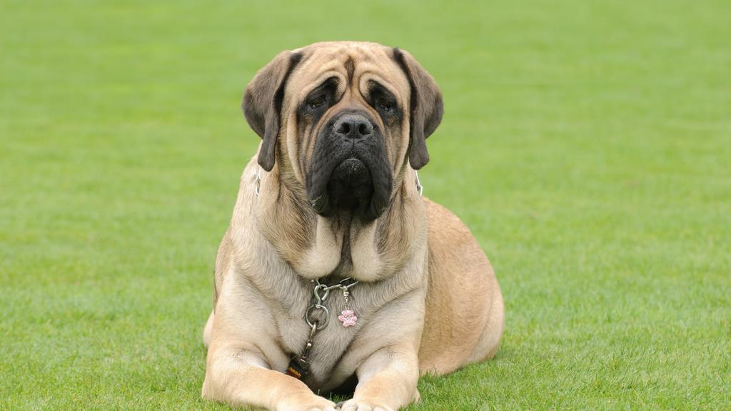 Mastiff