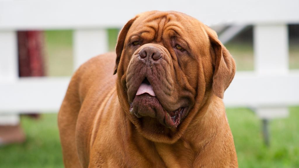 Mastiff