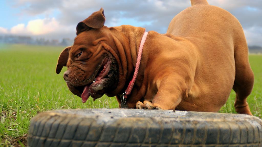 Living Environment Adaptability icon