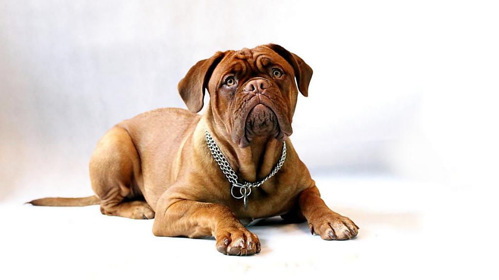 Mastiff