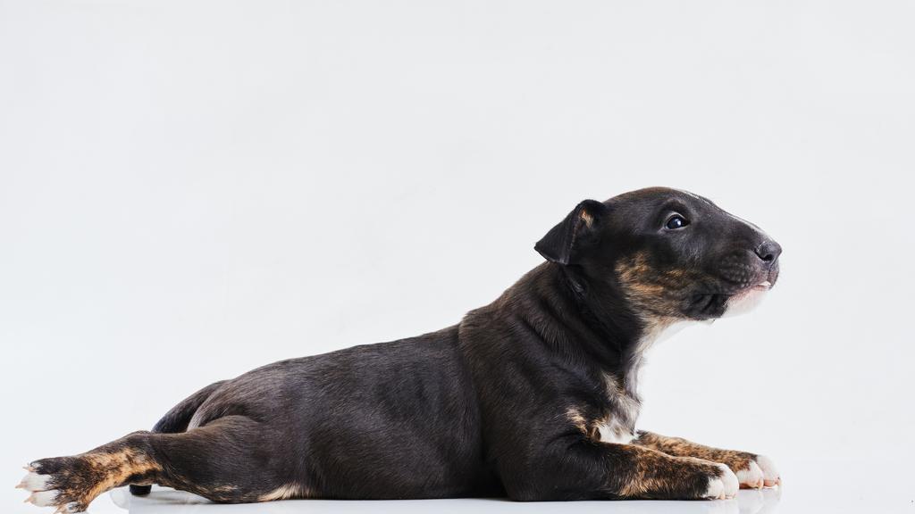 Life Stage Considerations icon