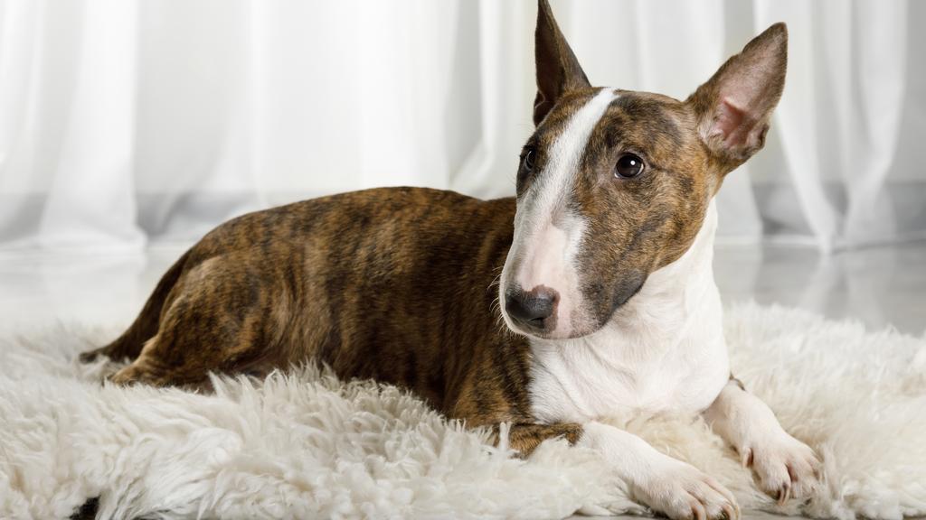 Miniature Bull Terrier
