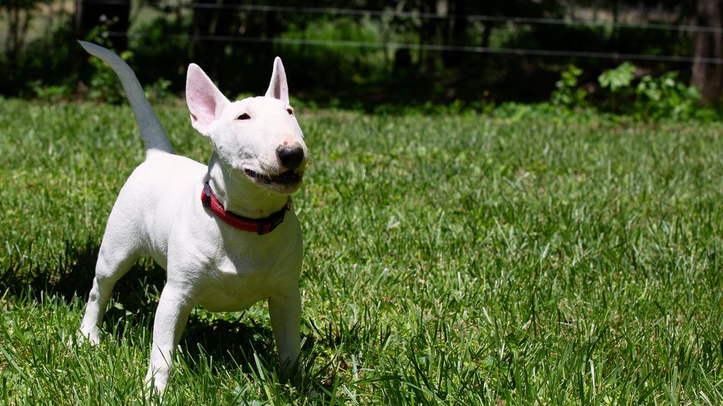 Miniature Bull Terrier