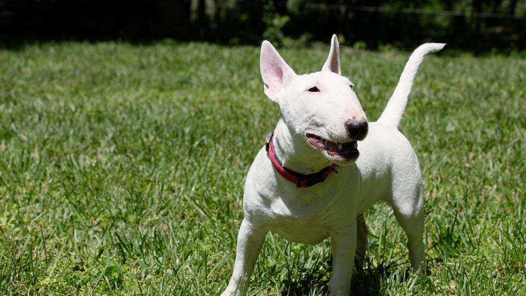 Exercise & Activity Needs icon