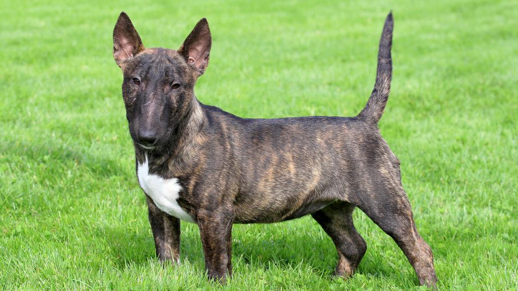 Miniature Bull Terrier