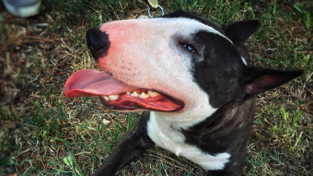 Miniature Bull Terrier