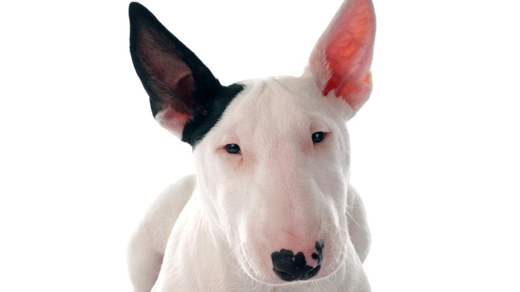 Long-Term Commitment & Special Considerations icon