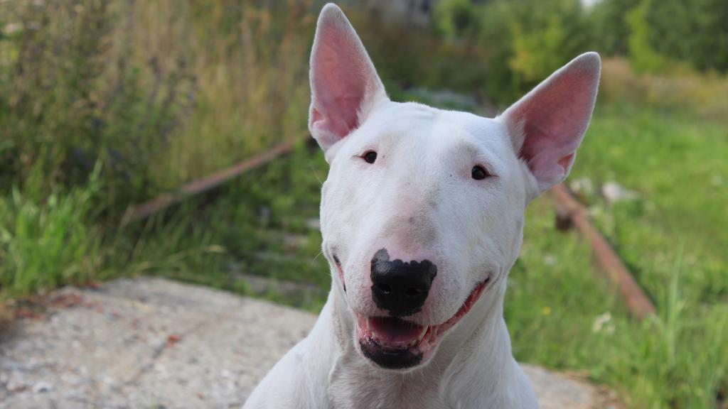 Living Environment Adaptability icon