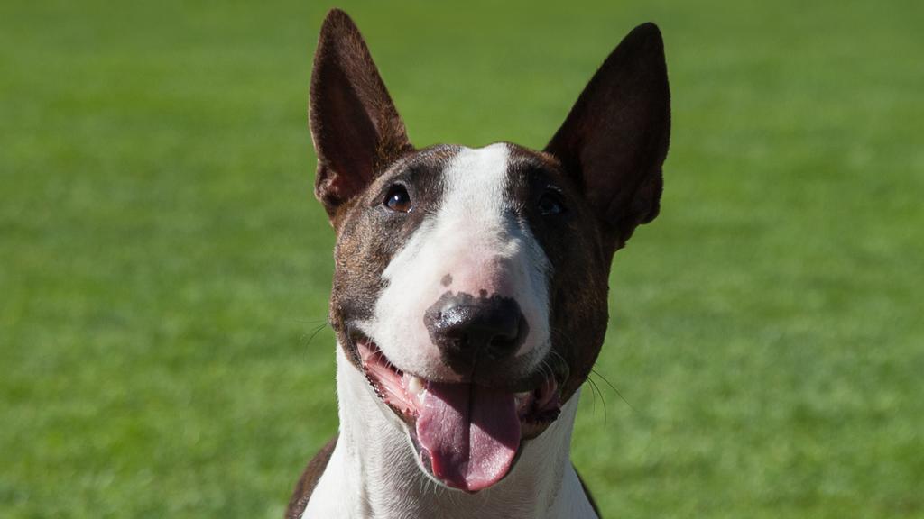 Miniature Bull Terrier