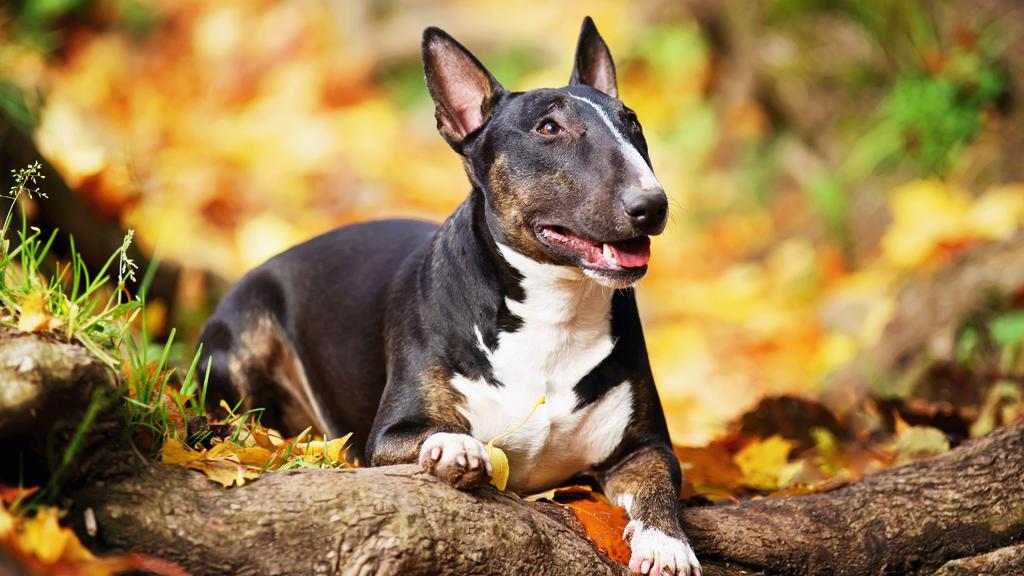 Miniature Bull Terrier