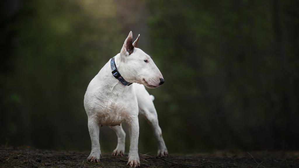 Miniature Bull Terrier